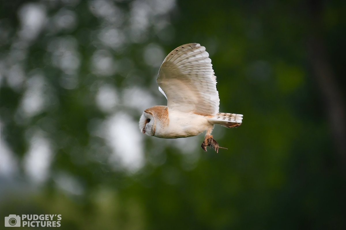PudgeysPictures's tweet photo. Some of my favourite photos I’ve taken at Brandon Marsh over the years 🍃📷 #BrandonMarshSightings @WKWT https://t.co/6sAGVEtj9e
