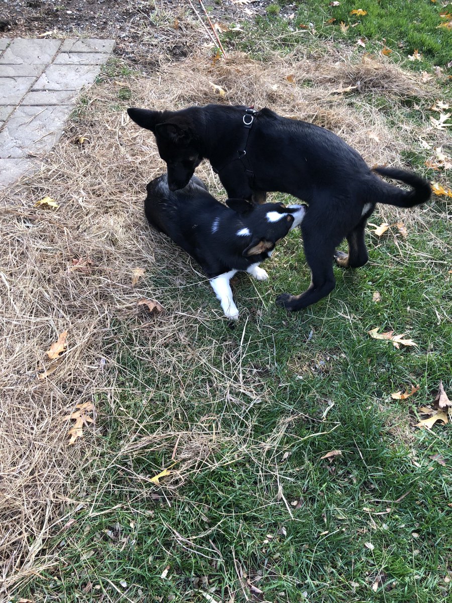 OaknThyme's tweet photo. Lily had a playdate with a friend’s pup this afternoon 🐾❤️🐾 #dogsatplay #puppies https://t.co/A1UPXVJ4Pd