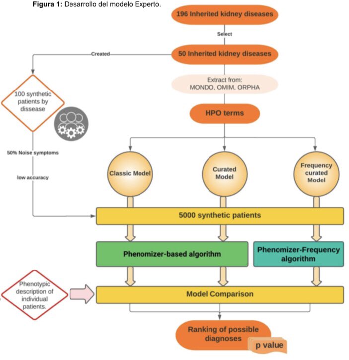 💡Las herramientas de priorización de genes basadas en el fenotipo y las bases de datos de #enfermedadesraras han mejorarado su diagnóstico clínico ➡️Pero estas herramientas son inespecíficas e imprecisas cuando se centran en las ERH 👇🏻Modelo experto #IA