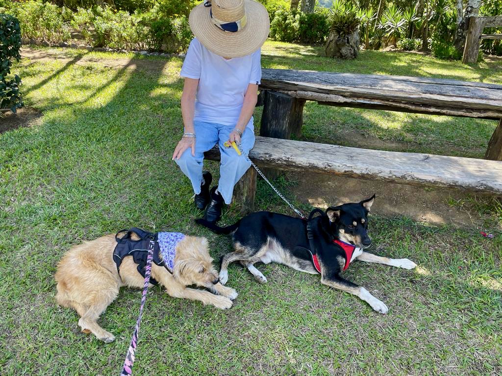 ZmixVal's tweet photo. Tener en adopción perros adultos siempre es lo más difícil. Nina y Pancho se han vuelto muy cercanos, qué dicen, tratamos de conseguirles hogar juntos? Se adoran y ambos son tan buenos! #AdoptaNoCompres RT por favor y DM conmigo. Ofrecemos ayuda con comida a quien les dé hogar! https://t.co/iXhktbplFR