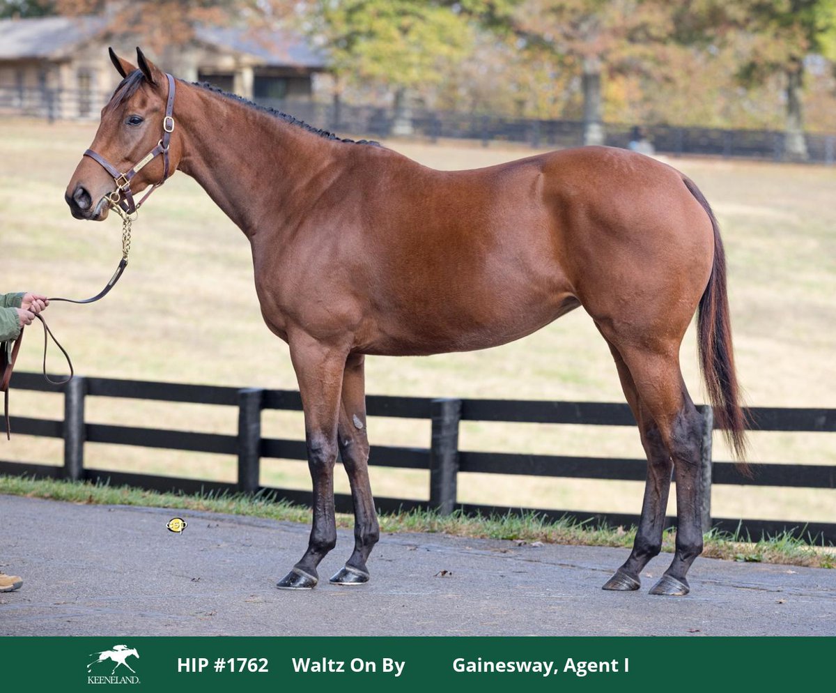 Gainesway's tweet image. 💃Waltz On By💃
#KeeNov Hip 1762 is an #UncleMo 3YO filly selling as a racing/broodmare prospect. She is a half-sis to SW/G1P The Virginian with champ Flanders, G1W Surfside, &amp;amp; G1 Breeders’ Cup Juvenile Fillies Turf 3rd Stellar Agent all on the page. 
🌳 - catalog.keeneland.com/k323/catalog/h…