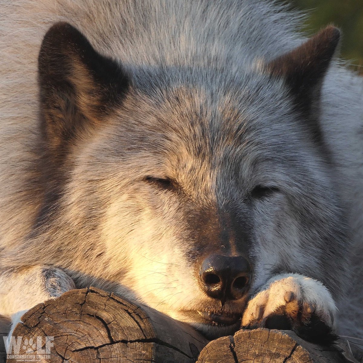 nywolforg's tweet photo. Sunday in progress 😴 https://t.co/eb2Zr1QZrm