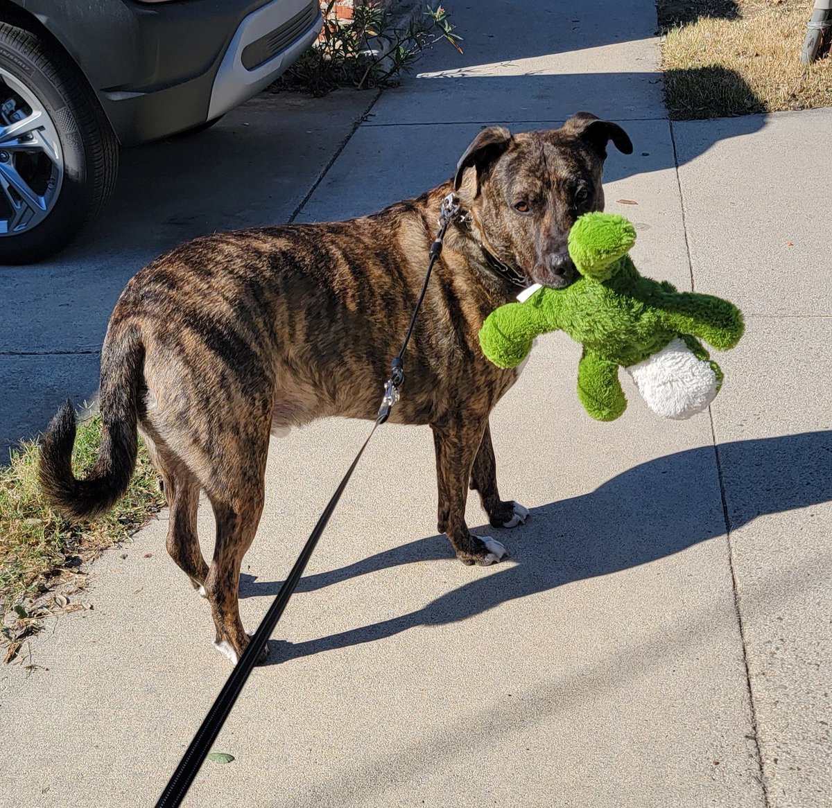Amos insisted on walking w his favorite toy today. Only set it down to pee. I love goofy dogs & he makes me laugh everyday! #rescuedogsrock #Dogs