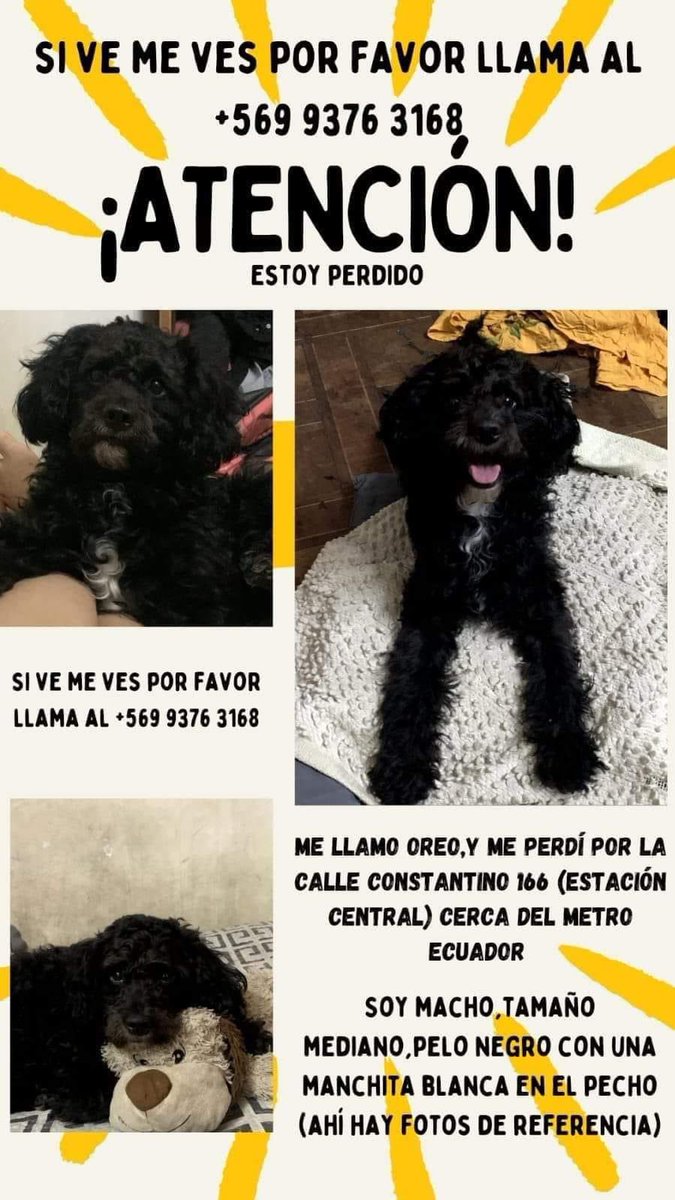 Evelyn_Torres_h's tweet photo. Difundo: perdido en #estacioncentral su familia lo busca , responde al nombre de oreo rt rt https://t.co/x9d28CmpJ3