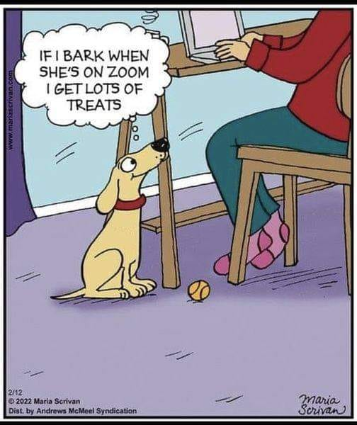 Forgotten Paws tweet media