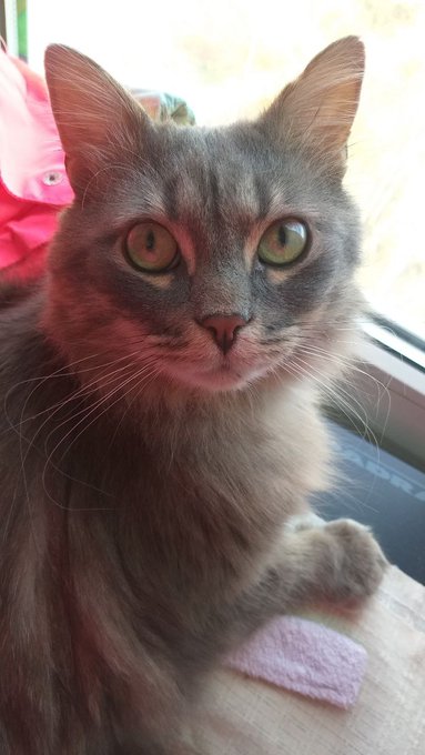 This is Waddles, I took him from the shelter.  Do you have any pets? Show a photo and write its name<a href="/tag/cute"class="tags"><span>#cute</span></a><a href="/tag/eyes"class="tags"><span>#eyes</span></a><a href="/tag/pet"class="tags"><span>#pet</span></a>