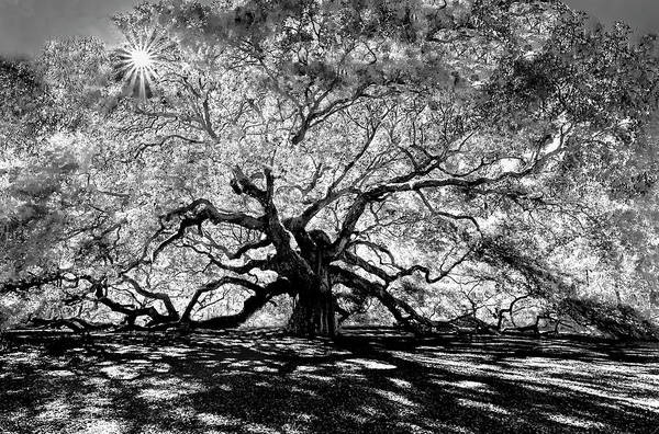 nbrandsberg's tweet photo. Through the branches of the Angel Oak tree near Charleston, South Carolina in black and white with a sunbeam between the branches 4 sale here:
https://t.co/Xoc7cRDCso
#angeloak #liveoaktree #southcarolina #blackandwhitetree #trees #nature #fedigiftshop #MastoArt #AYearForArt https://t.co/Osq8Q3bqAc