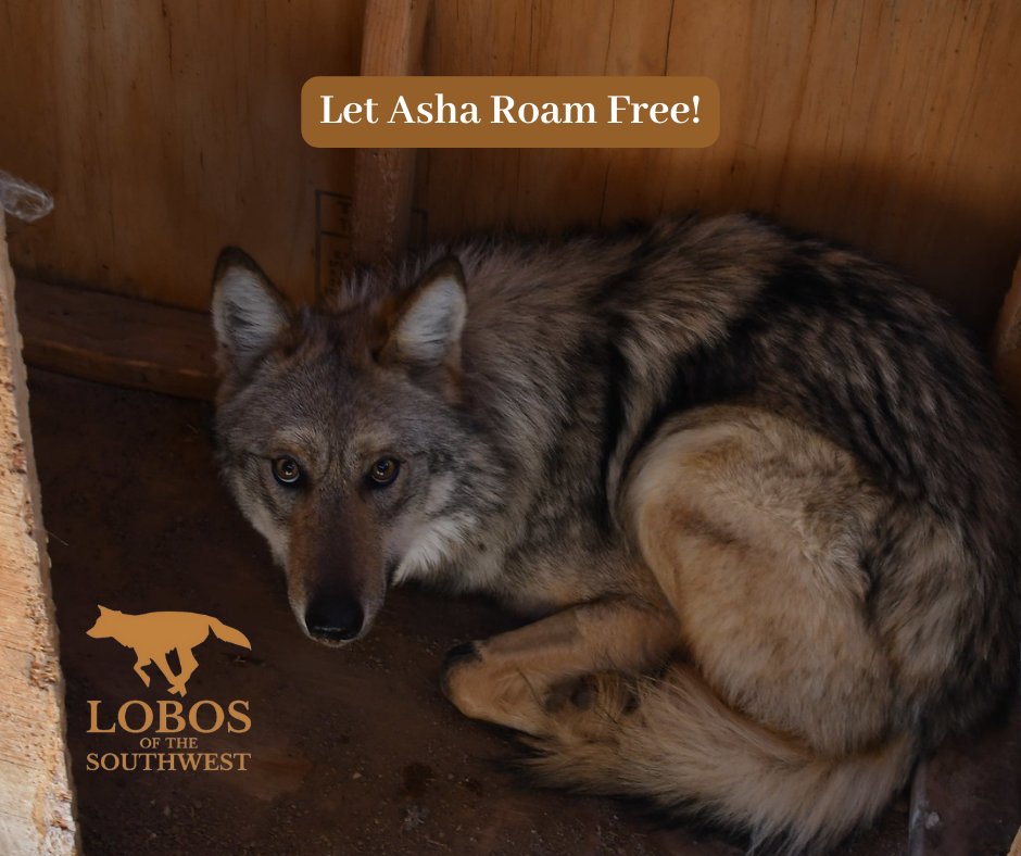 MexicanWolves's tweet photo. Tell USFWS and NMGF to let Asha roam free: https://t.co/smQbOY18Zi #AshaTheWolf #LetAshaRoam #LetLobosLead https://t.co/gzyGY5XZUD