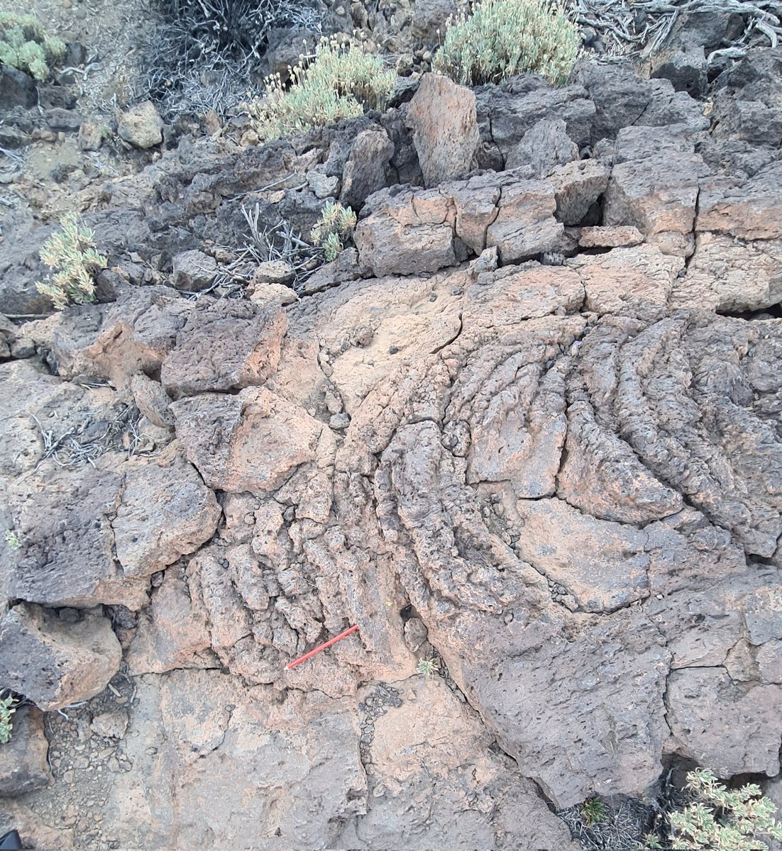 JRawlingsVolc's tweet image. Days 3 &amp;amp; 4 of the University of Southampton Tenerife fieldtrip, logging pyroclastic flows, falls and ignimbrites in the Montana Magua area, and investigating volcaniclastic deposits and pahoehoe lava flows at Roques de Garcia.