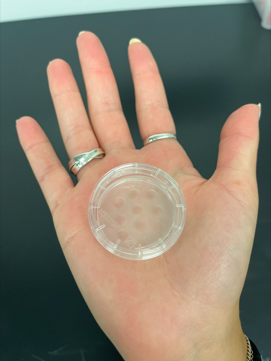 greg fitzharris (@gregfitzharris) on Twitter photo Do you do oocyte or embryo culture in media drops under oil like this (like we do)? Do you sometimes use inhibitors?
Then read this NEW PREPRINT from <a href="/UMontreal/">Université de Montréal</a> <a href="/CRCHUM/">Centre de recherche du CHUM</a> EGGLAB where we describe an horrific artefact.
Sorry to be the bearer of bad news!
biorxiv.org/content/10.110… Do you do oocyte or embryo culture in media drops under oil like this (like we do)? Do you sometimes use inhibitors?
Then read this NEW PREPRINT from <a href="/UMontreal/">Université de Montréal</a> <a href="/CRCHUM/">Centre de recherche du CHUM</a> EGGLAB where we describe an horrific artefact.
Sorry to be the bearer of bad news!
biorxiv.org/content/10.110…