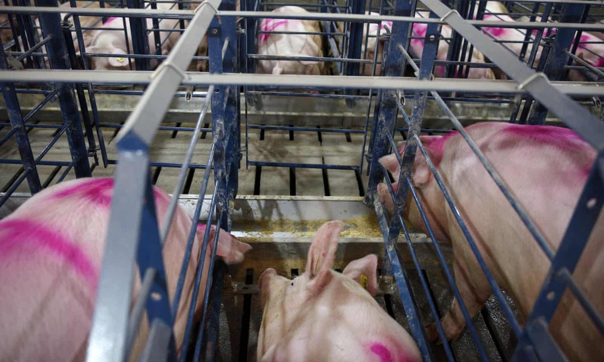 Something to keep in mind when you #vote

Republicans want to roll back farmed animal welfare.
In other words animals slaughtered for flesh will suffer much more. 😔

'There are no federal laws or standards for the treatment of farmed animals...'
#EatsAct

theguardian.com/environment/20…