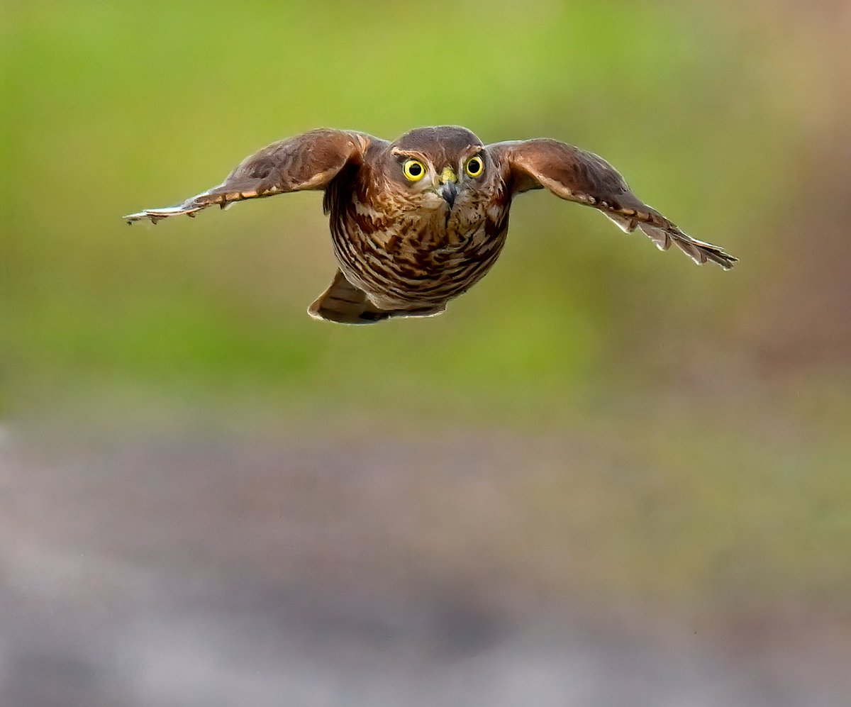 Carl Bovis (@carlbovisnature) on Twitter photo Intense Sparrowhawk coming straight at me! 😲😍
Overjoyed to get this photo whilst I was walking along the main track at RSPB Greylake in Somerset today, this hunter was flying low and very fast!
Maybe <a href="/ChrisGPackham/">Chris Packham</a> will like it, I think it's his favourite bird! 😀🐦 Intense Sparrowhawk coming straight at me! 😲😍
Overjoyed to get this photo whilst I was walking along the main track at RSPB Greylake in Somerset today, this hunter was flying low and very fast!
Maybe <a href="/ChrisGPackham/">Chris Packham</a> will like it, I think it's his favourite bird! 😀🐦