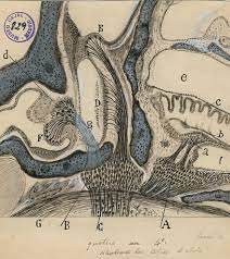 vruizt's tweet photo. Qué genio fue Ramón y Cajal, padre de la neuronciencia. Los dibujos que hacía para explicar sus hallazgos sobre neuronas son fascinantes. Tan cerca de Lorca, Dalí, Miró, Kandinski y hasta de Hilma af Klint. Neuronas que son árboles. Nuestro cerebro, gran bosque neuronal. https://t.co/qyt19qThT0