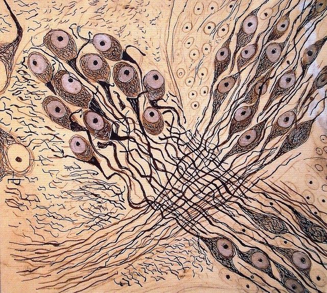 vruizt's tweet photo. Qué genio fue Ramón y Cajal, padre de la neuronciencia. Los dibujos que hacía para explicar sus hallazgos sobre neuronas son fascinantes. Tan cerca de Lorca, Dalí, Miró, Kandinski y hasta de Hilma af Klint. Neuronas que son árboles. Nuestro cerebro, gran bosque neuronal. https://t.co/qyt19qThT0