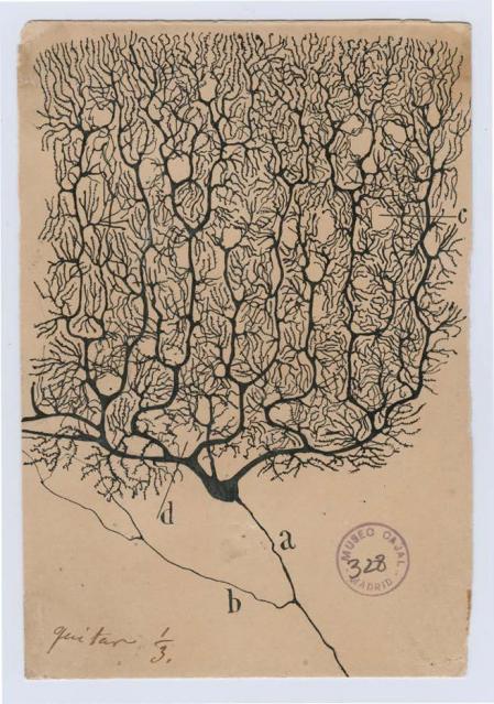 vruizt's tweet photo. Qué genio fue Ramón y Cajal, padre de la neuronciencia. Los dibujos que hacía para explicar sus hallazgos sobre neuronas son fascinantes. Tan cerca de Lorca, Dalí, Miró, Kandinski y hasta de Hilma af Klint. Neuronas que son árboles. Nuestro cerebro, gran bosque neuronal. https://t.co/qyt19qThT0