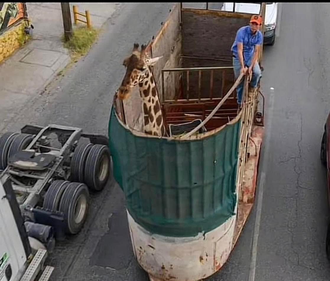 RT por favor
Quizás <a href="/lopezobrador_/">Andrés Manuel</a> se da cuenta de lo como está haciendo sufrir el Gobierno de <a href="/MaruCampos_G/">Maru Campos</a> a esta jirafa en Cd Juárez,con la ayuda de las dependencias de su Gobierno <a href="/PROFEPA_Mx/">PROFEPA</a> <a href="/SEMARNAT_mx/">SEMARNAT México</a> <a href="/Mary_Luisa_AG/">María Luisa Albores González</a> 3 visitas, 0 avances en hábitat en 6 meses y 0 sanciones