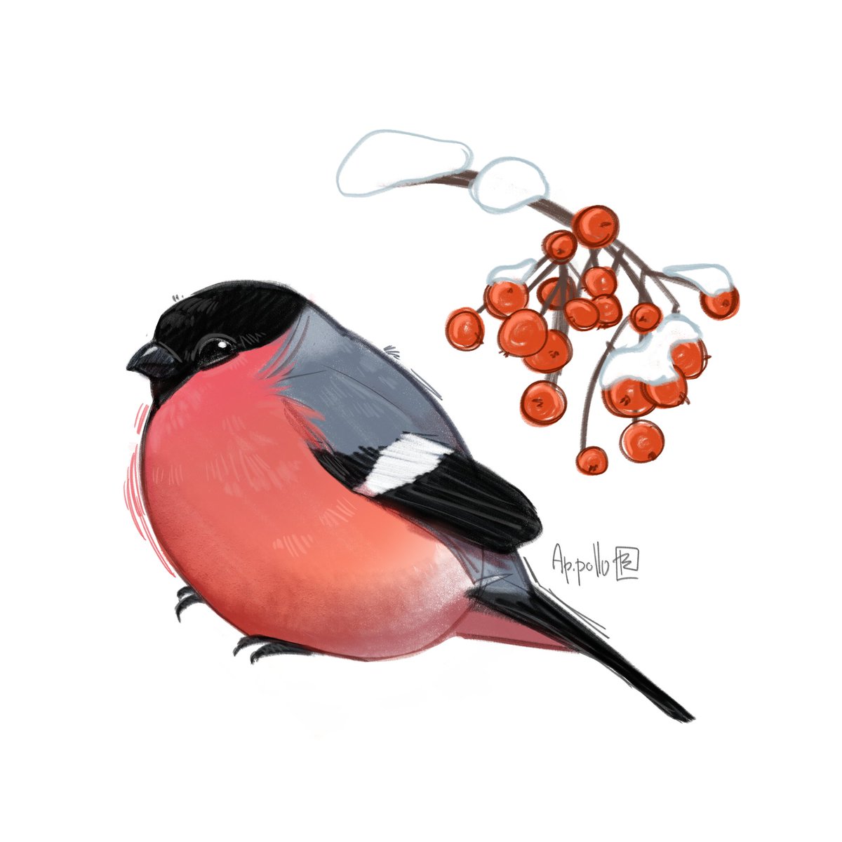 ap_pollopz's tweet photo. I like round birds. Especially bullfinches. They are the puffiest.

#art #drawing #bullfinch https://t.co/iadhQQnIeK