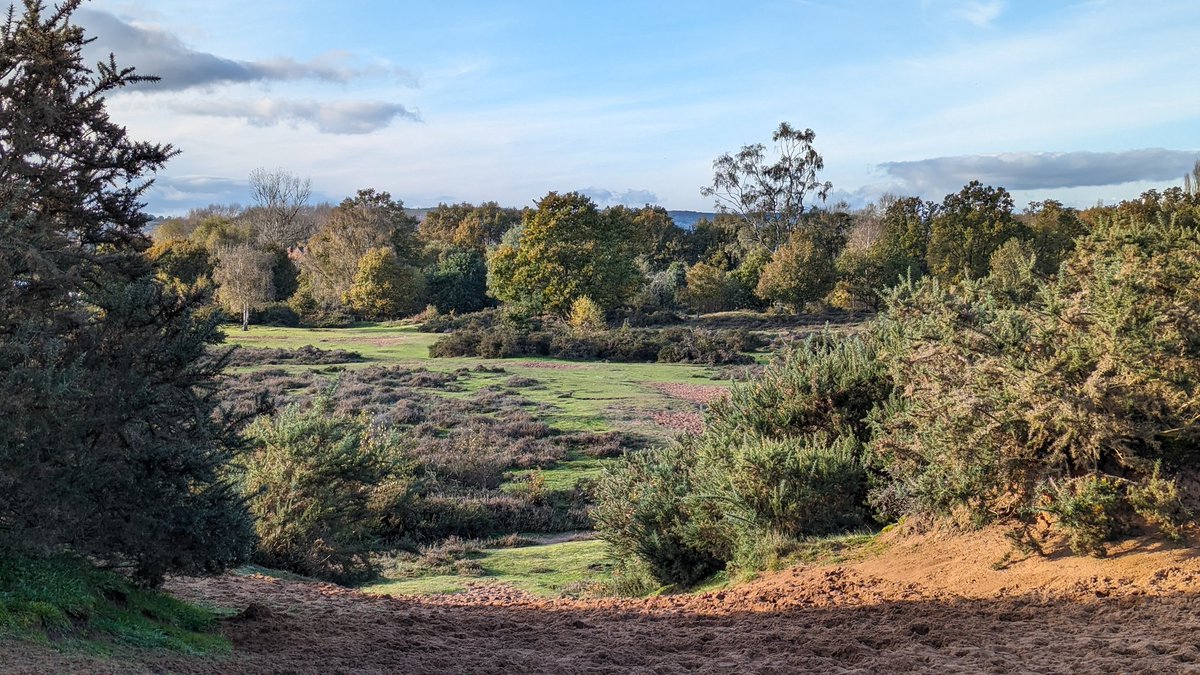 tomwardplz's tweet photo. Another refreshing walk on Hartlebury Common this afternoon. 2. Buzzard, 3. Polytrichum piliferum sporophytes, 4. Aira praecox over a bed of Cladonia. #worcestershire #hartleburycommon #VC37 #botany https://t.co/4awffTRzrk