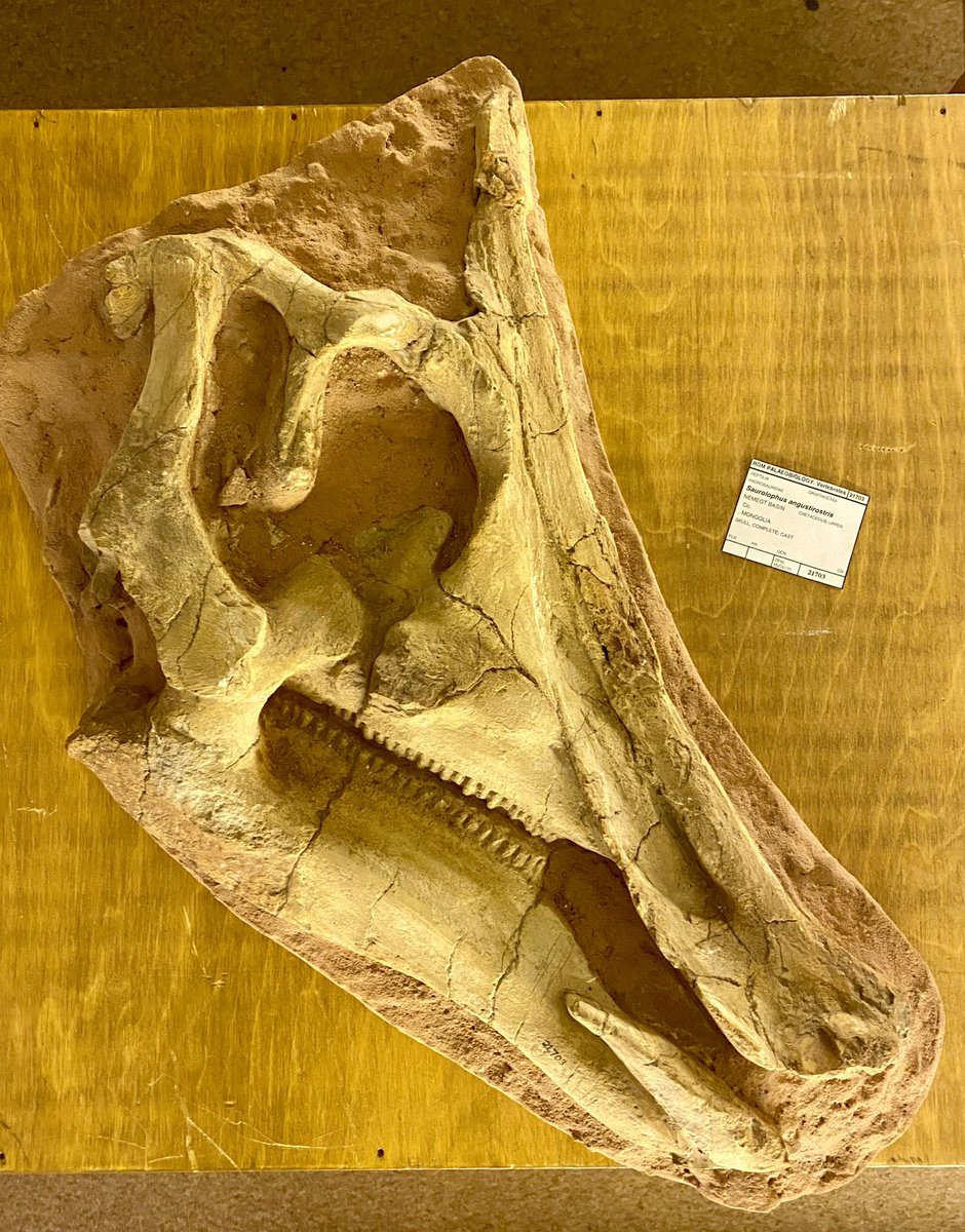 Cast skull of a juvenile Saurolophus angustirostris (ZPAL-MgD-1/159) from the Nemegt Formation of Mongolia, in the collection of <a href="/ROMtoronto/">Royal Ontario Museum</a>. These historic plaster casts are really amazing.