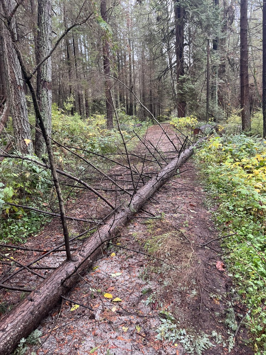 Victor Young tweet media