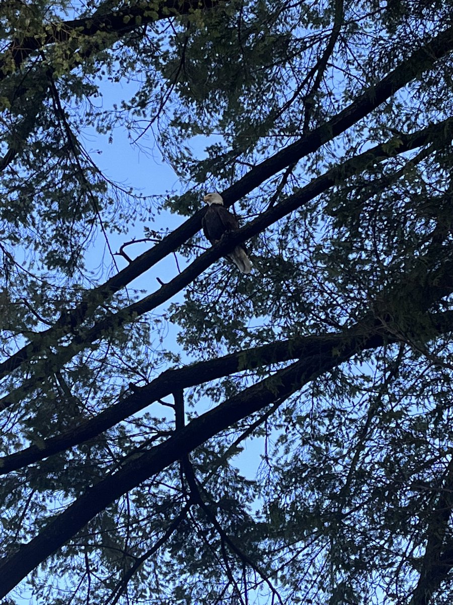 Victor Young tweet media