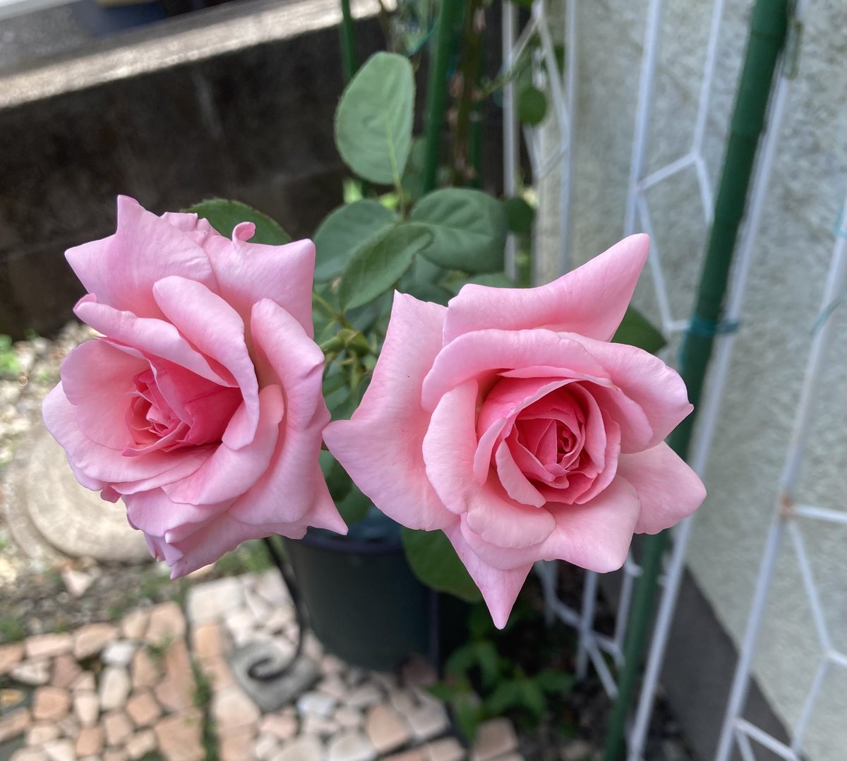 mike260910's tweet photo. プロフィー��画像変えました。 https://t.co/cXiNgOcKNI