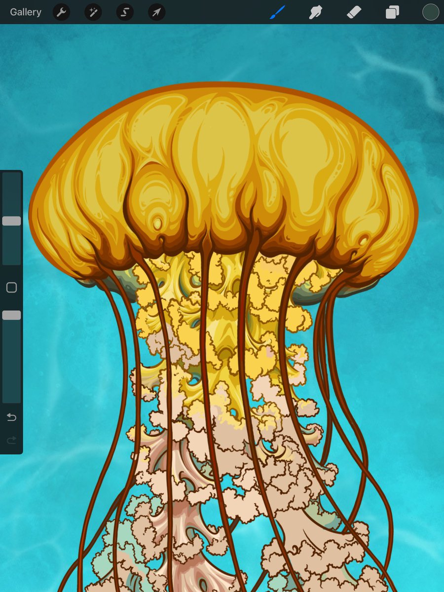 Something a bit different. The Pacific Sea Nettle #chrysaorafuscescens