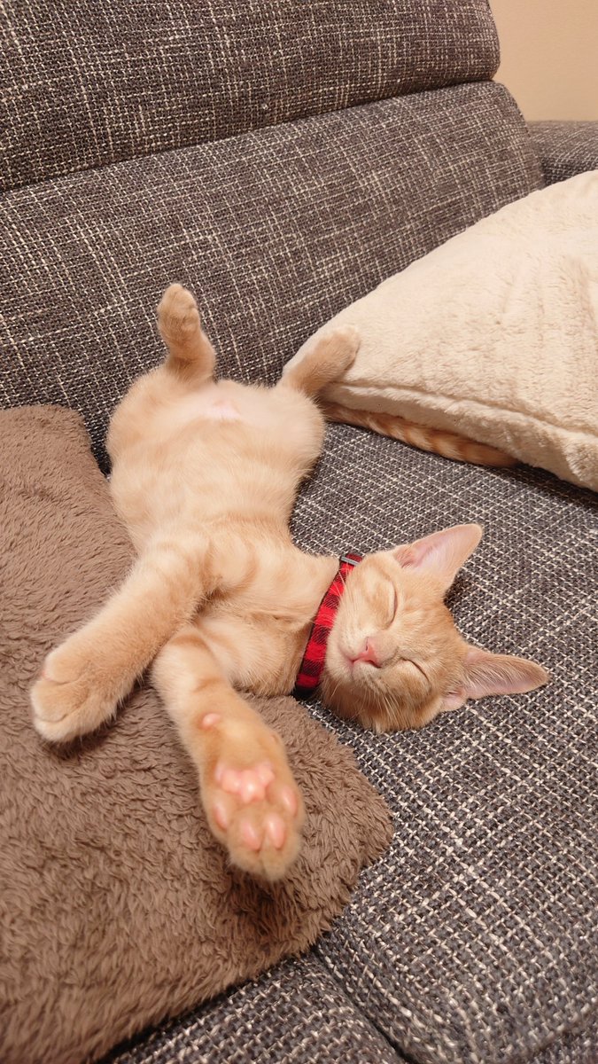 加賀ﾏﾈｼﾞｬ tweet media