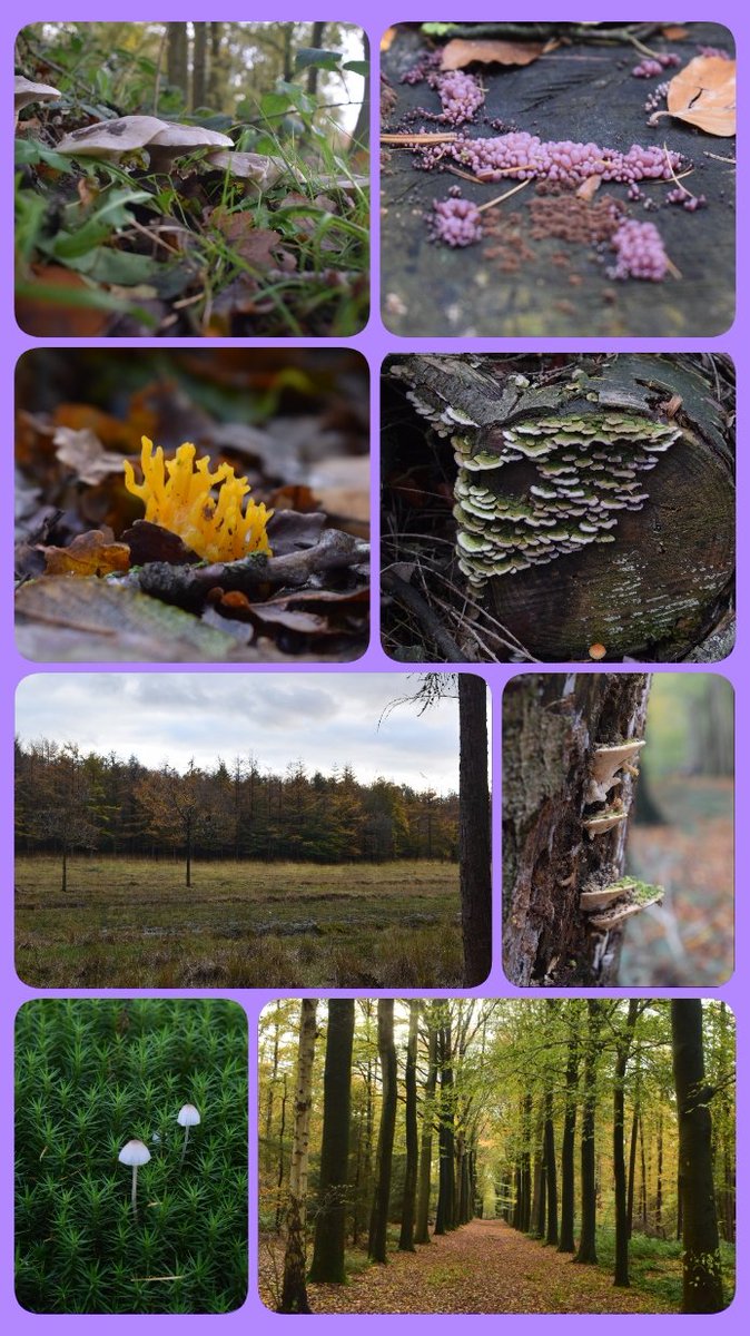 CoolsGreetje's tweet photo. #Wingene #Wandelen #Knooppunten #Hendriksberg #Vagevuurbossen #Wildenburgbossen #Bulskampveld #Herfstkriebels #Modder #Ontspannen #RustIntKopke https://t.co/SG6HoN7Bov