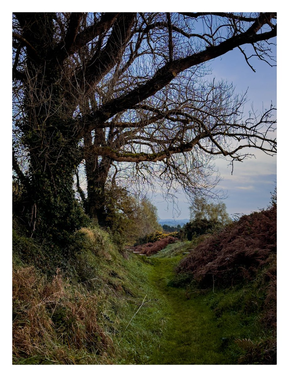 ed_kwin's tweet photo. Out for a walk about and autumn’s here in Armagh @WeatherAisling @bbcniweather @utv #autumn #walking #iPhone15Pro #landscapephotography #leaf https://t.co/cKCqNi5vlK