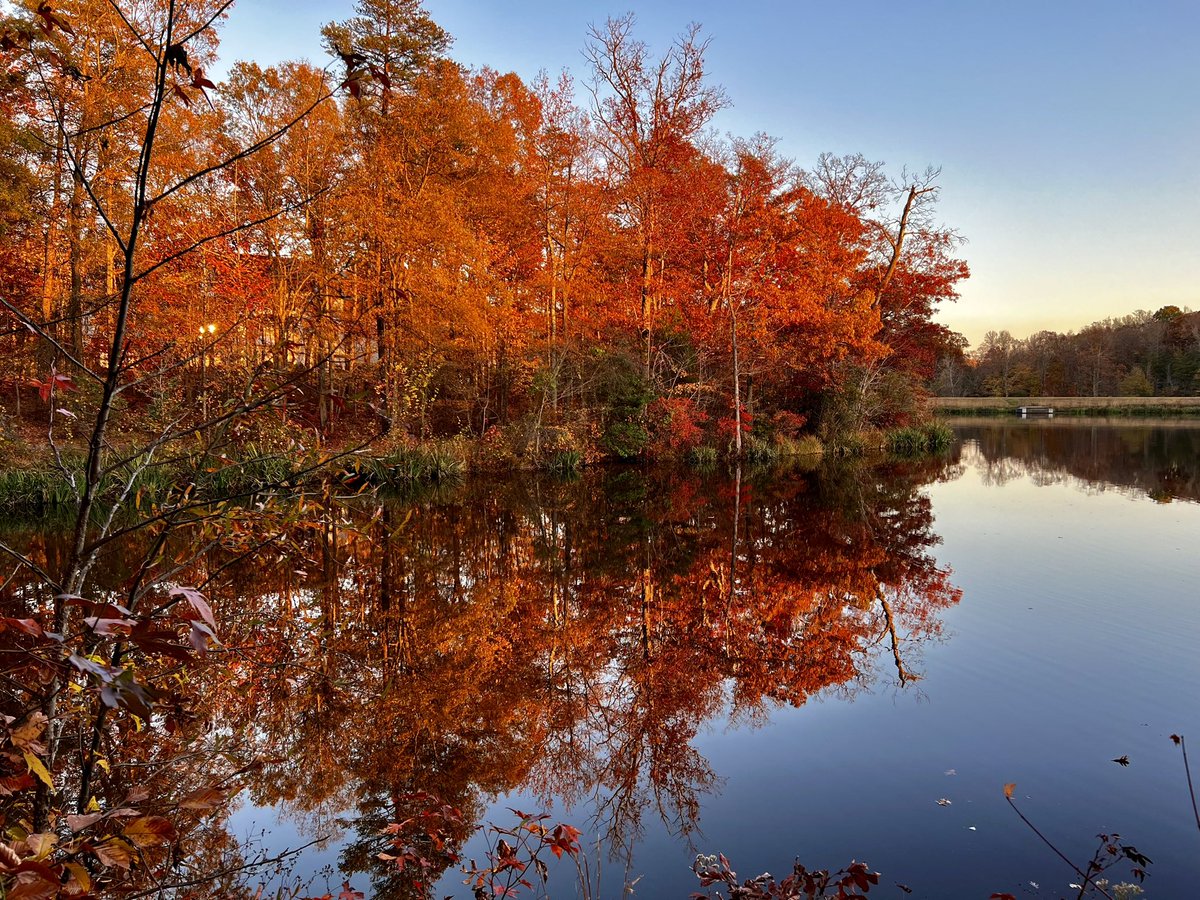 cuchovivas's tweet image. #Fall2023