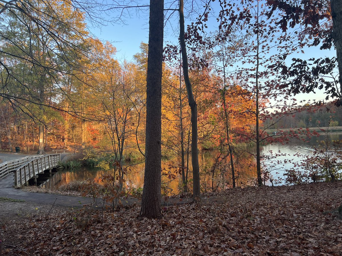 cuchovivas's tweet image. #Fall2023