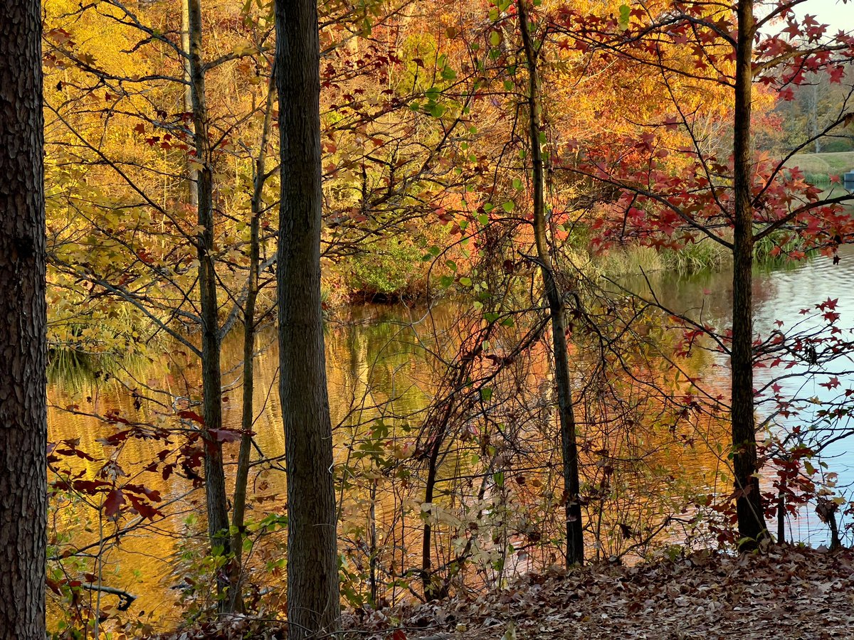 cuchovivas's tweet image. #Fall2023