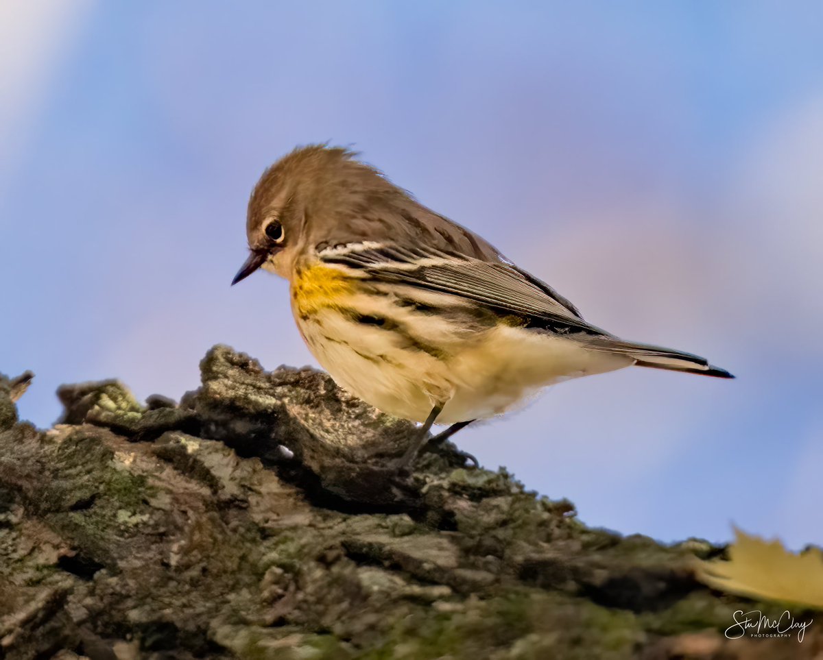 The tiny Yellow Rumped Warbler apparently headed south.