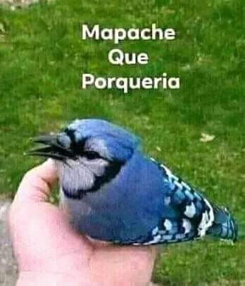 Guillermitofern's tweet photo. @JuanIgnacioGV Mapache que porqueira https://t.co/4Zwi8nwdKr