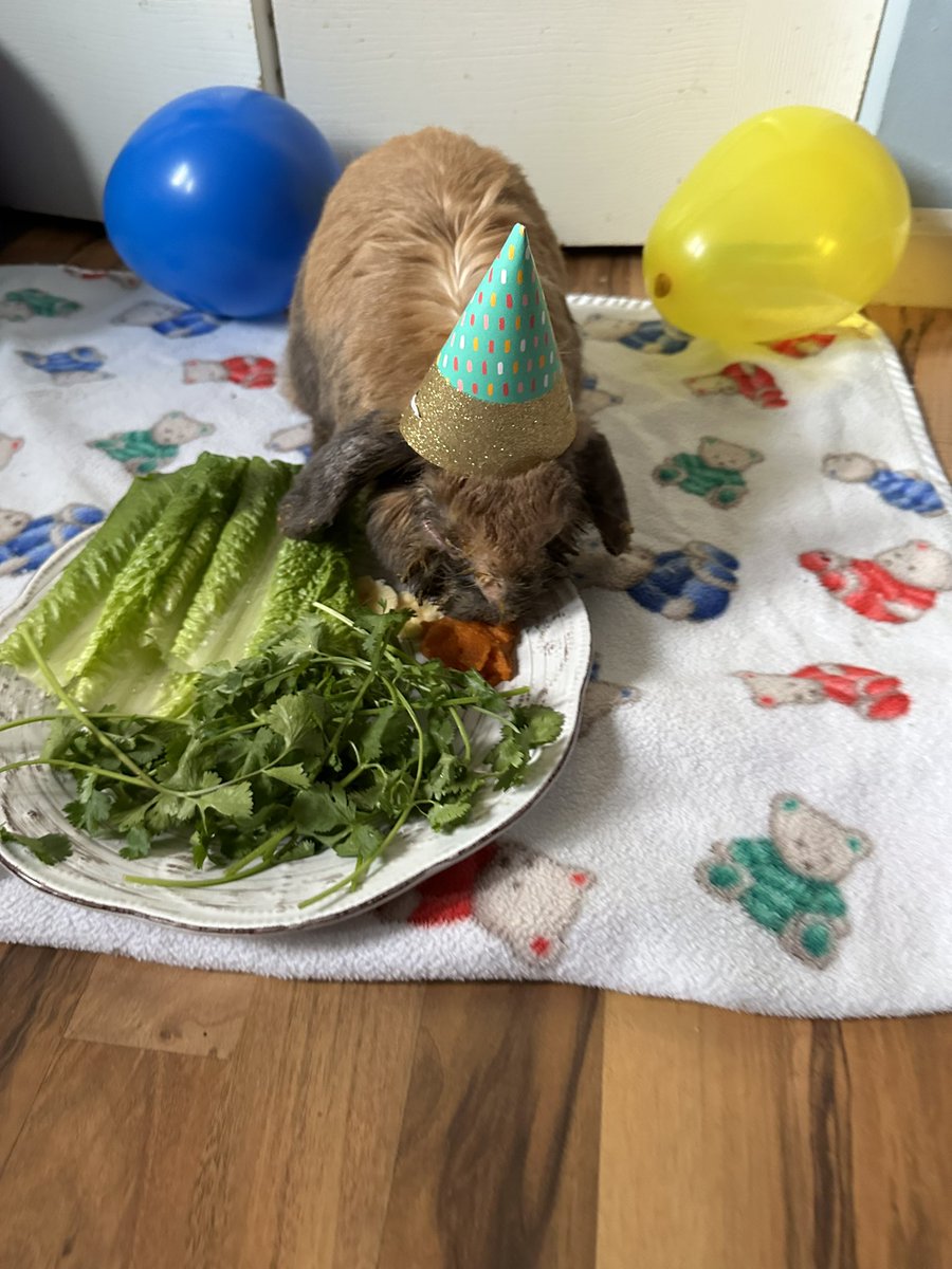 TweakyOW's tweet image. Mochas 12th birthday pics 🥳🎂🐇