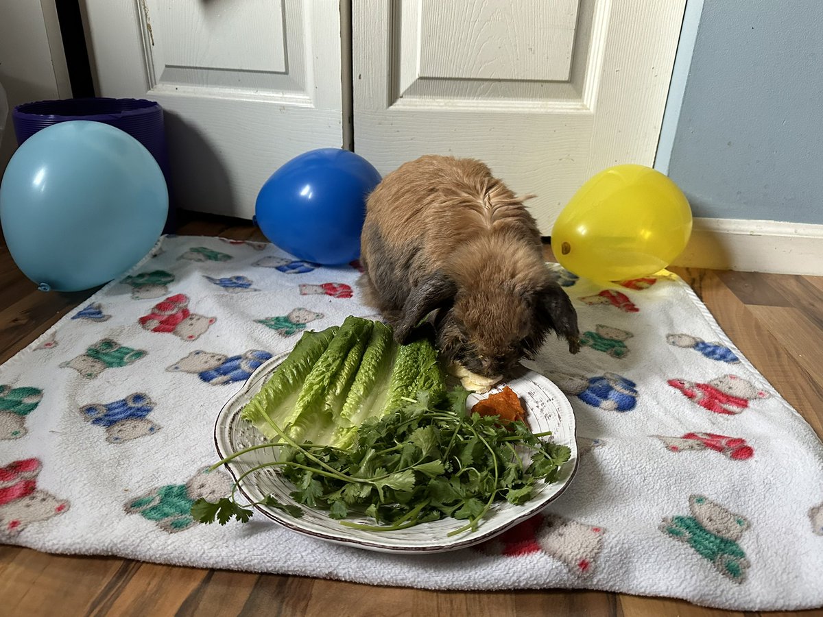 TweakyOW's tweet image. Mochas 12th birthday pics 🥳🎂🐇