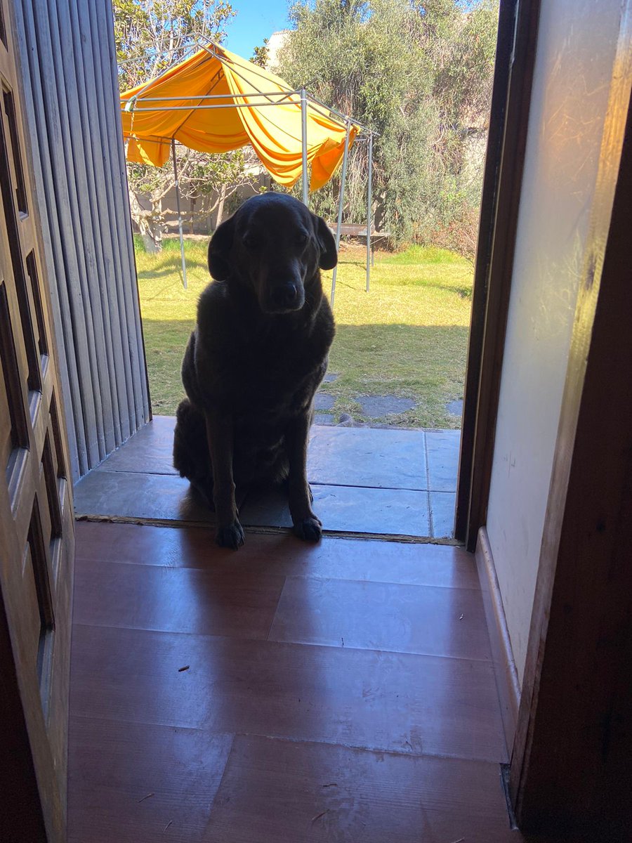 Busca hogar, perdió a su dueña (falleció) y tiene plazo hasta el martes,  sino la van a dormir.  Es dulce y no es brava. Es grande ya tiene 8 años. Por favor #LaSerena