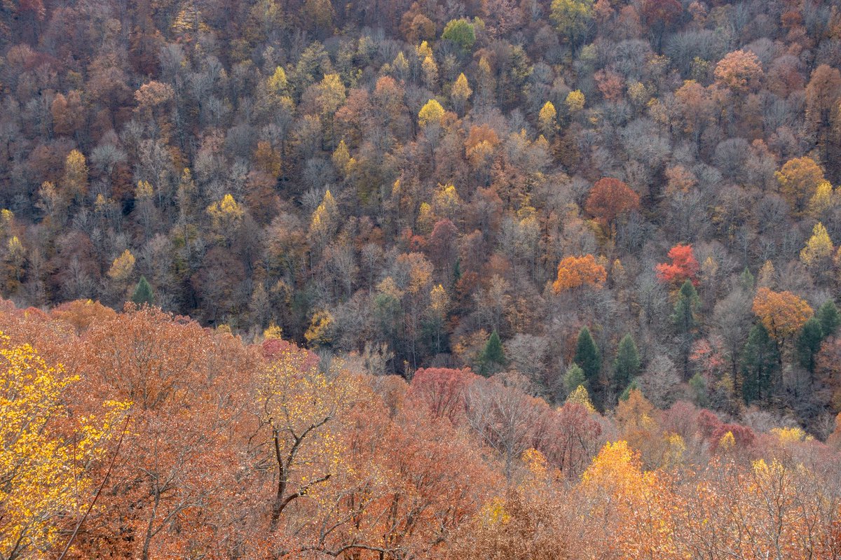 Some last remnants of fall color on the Cumberland Plateau. #Cumberlandplateau #southcumberlandstatepark