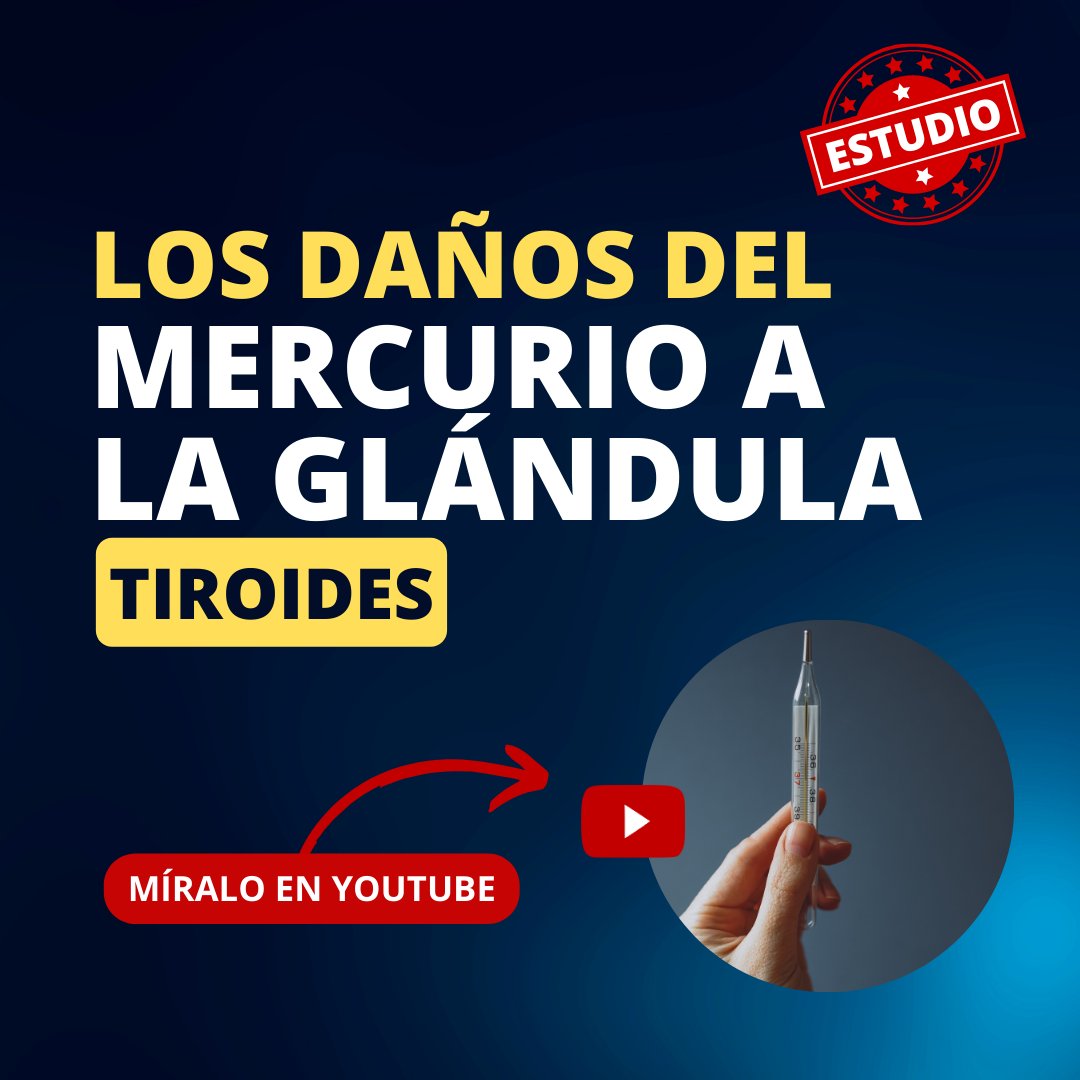 Tiroidismo's tweet photo. Los daños que causa el mercurio en la glándula tiroides, y cómo resolverlos.

⭕ Video: https://t.co/doLDc9CMSx
🔗 Mis redes: https://t.co/e609dTS8iQ https://t.co/KKWRW99dUH
