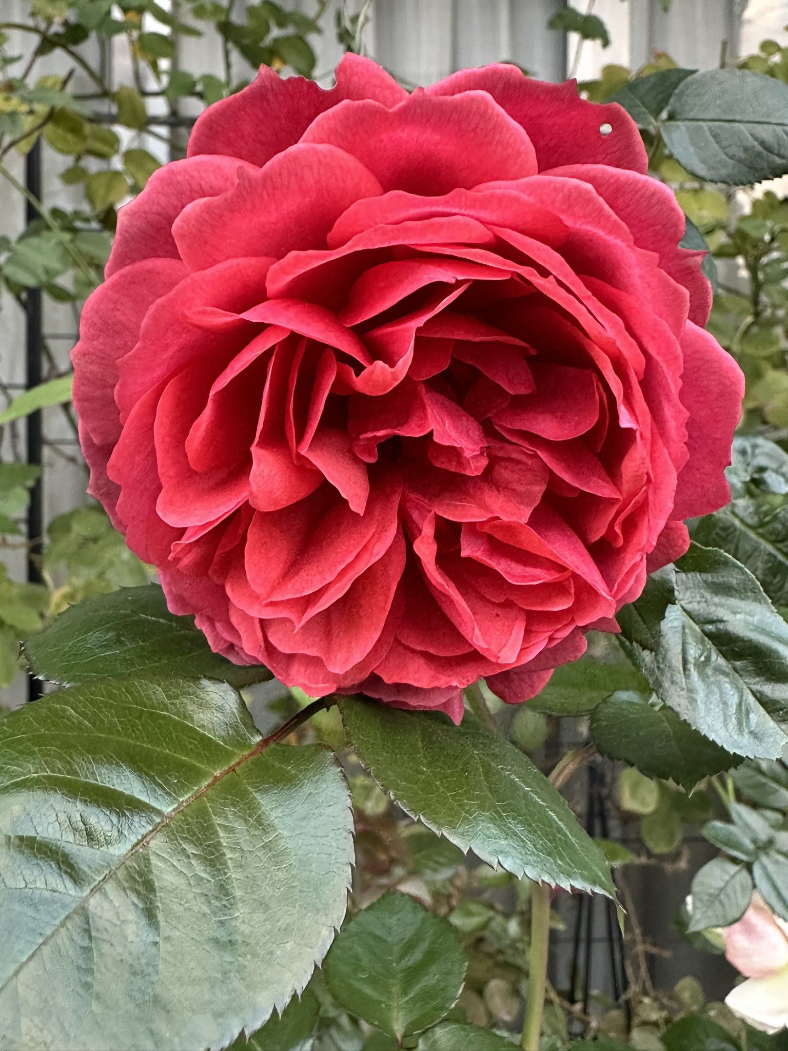 ⭐️引取限定セール1/31まで⭐️カントリーハウス⭐️COUNTRY HOUSE⭐️ ⭐️引取限定セール1/31まで⭐️カントリーハウス⭐️COUNTRY