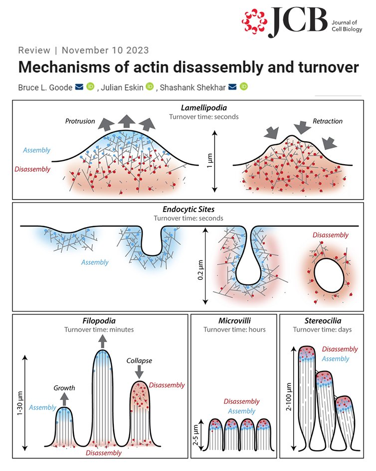 Shekhar lab (@sshekhr) on Twitter photo 📢New publication in Journal of Cell Biology!
Our review on "Mechanisms of actin disassembly and turnover" just out in <a href="/JCellBiol/">Journal of Cell Biology</a>!
Written jointly with one and only <a href="/BruceLaneGoode/">Bruce Goode</a>!
<a href="/EmoryUniversity/">Emory University</a> <a href="/emorycollege/">Emory College</a> <a href="/BrandeisU/">Brandeis University</a>
bit.ly/3QWk0EE 📢New publication in Journal of Cell Biology!
Our review on "Mechanisms of actin disassembly and turnover" just out in <a href="/JCellBiol/">Journal of Cell Biology</a>!
Written jointly with one and only <a href="/BruceLaneGoode/">Bruce Goode</a>!
<a href="/EmoryUniversity/">Emory University</a> <a href="/emorycollege/">Emory College</a> <a href="/BrandeisU/">Brandeis University</a>
bit.ly/3QWk0EE