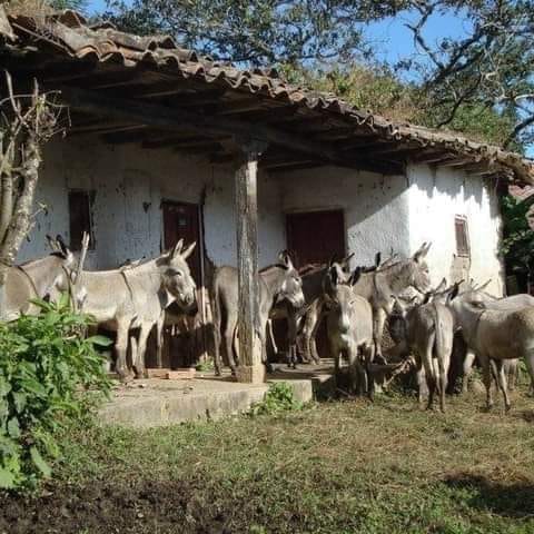 pablocasx1's tweet photo. *LAS PERSONAS QUE NACEN PARA ROBAR*

Una señor muy amable llamado Eduardo se fue al campo y le compró un burro a un viejo campesino por $ 5000 pesos. El anciano acordó entregarle el animal al día siguiente.
Pero al día siguiente el campesino le dijo:
—Lo siento, Eduardo, pero tengo malas noticias: el burro murió.

—Bueno, dijo Eduardo, entonces devuélvame mi dinero.

El vendedor replicó:
—No puedo. Ya me lo gasté.

Eduardo le dijo:
-Bien. Igual entrégueme el burro.

— ¿Y para qué? preguntó el anciano, ¿Qué vas a hacer con él?

—Lo voy a rifar -contestó Eduardo.

—Estás loco, cómo vas a rifar un burro muerto?

—Es que no le voy a decir a nadie que está muerto, por supuesto.

Un mes después de este suceso, el campesino encontró nuevamente a Eduardo y le preguntó:

— ¿Qué pasó con el burro?

Eduardo respondió:
—Lo rifé, vendí 500 números a $ 20 cada uno y gané $ 10,000 pesos

— ¿Y nadie se quejó? Preguntó el viejo.

—Solamente el ganador -le dijo Eduardo-, pero a él le devolví sus $ 20 pesos.

Eduardo creció y de repente se hizo político. Hasta llegar a ser Alcalde, Diputado y después Gobernador, y de la misma forma usó el dinero de todos. Y ese dinero fue a parar ¡¡¡a sus bolsillos!!! y todos sabemos de qué forma…
Un Señor, que durante su vida nunca trabajó como Dios manda, ni hizo nada productivo ahora es muy rico... Porque encontró muchos burros muertos en su camino y los fue rifando a mucha gente ingenua.

Pero lo mejor de esta historia es que sigue encontrando más burros muertos. (¡Quiere ser Diputado de nuevo!)

Hay muchos que no tienen sangre en la cara.

Tú no puedes dejar que te sigan vendiendo burros muertos.... Estemos alertas.
Abre tus ojos  y mejor aún tu mente, tu criterio y mucho sentido común.
Piensa en tus hijos y tu familia.

Ustedes pueden ayudar a que paren de vendernos burros muertos compartiendo esta historia.

Autor anónimo

*"Un pueblo que vota por corruptos, ladrones, prófugos, ... No es víctima... Sino cómplice"*.-
G. Orwel