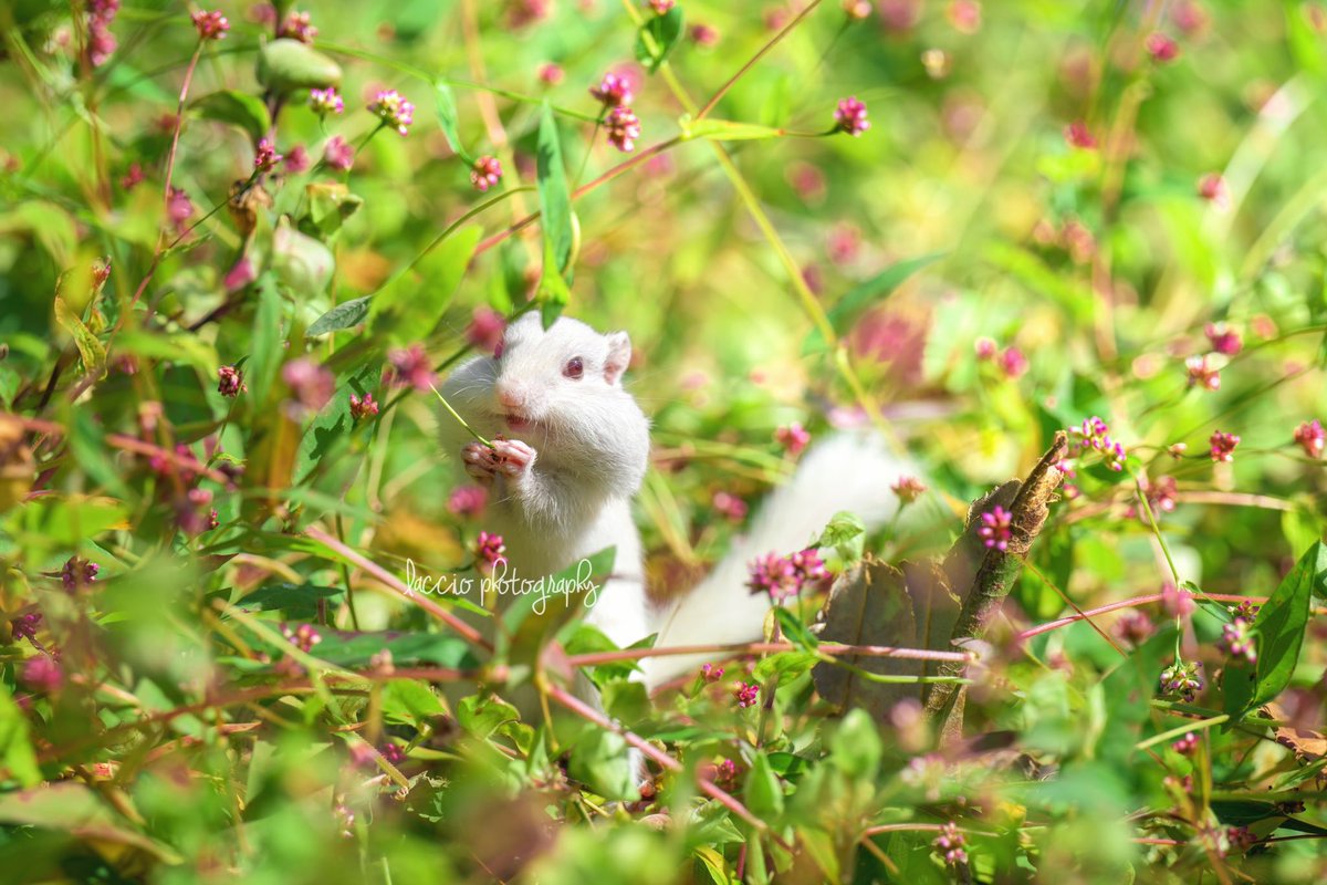 akirasato1019's tweet photo. 北海道で野生動物を撮影しています。
フォローしてくれたら嬉しいです。
どうぞよろしくお願いいたします😊

2023年も後わずかですが、今年のハイライトはアルビノの白いエゾシマリス🐿️に出会えたことです✨森に舞い降りた妖精のようでした🧚‍♀️ https://t.co/nt1eeyorin