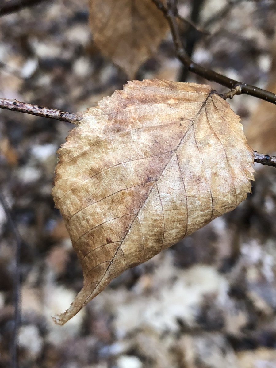 AnnMariSheerio's tweet image. #AutumnVariations🍂✨