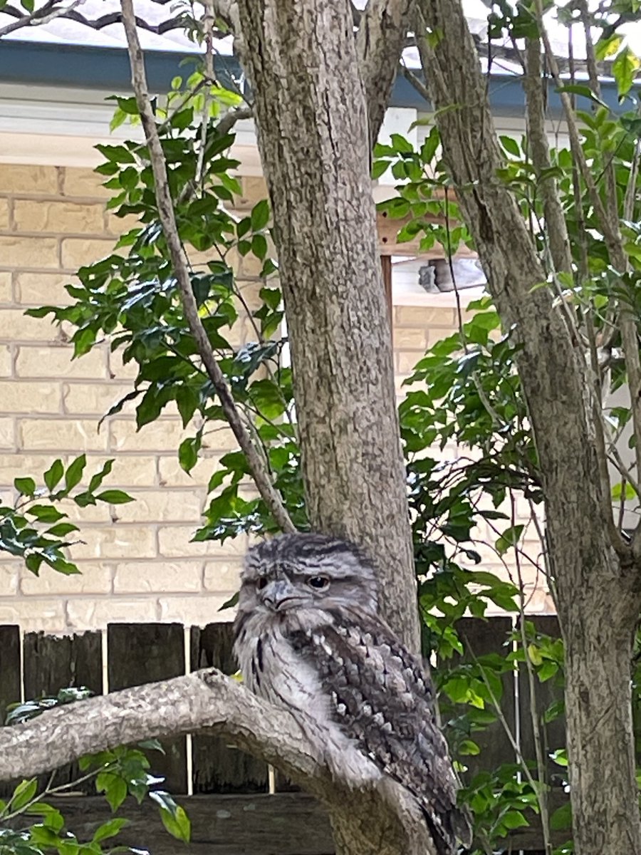 A tawny owl blessed me with a visit. I feel better now!