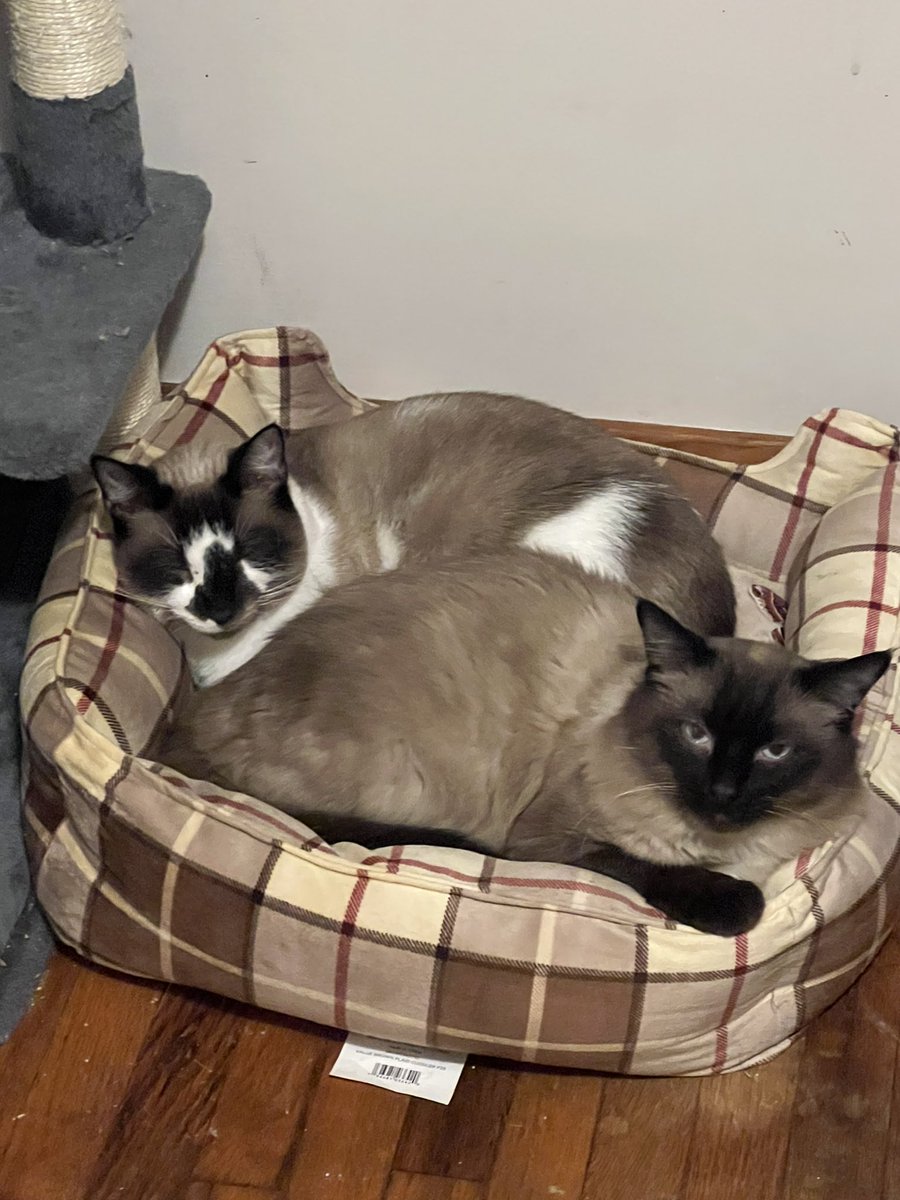 The bestest boys in the world 🥰 Mochi loves his bigger brother Mushu 🐈 I was so afraid he would be traumatized by my zoo of a house but they are literally the ✨ b e s t ✨

#cat #siamesecat #loveyourpets #myfurbabies