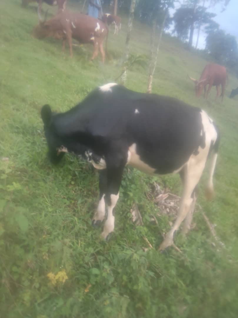 RevByamukama's tweet photo. @_RiseandShine_5 Our Cow https://t.co/8rpud90KCf