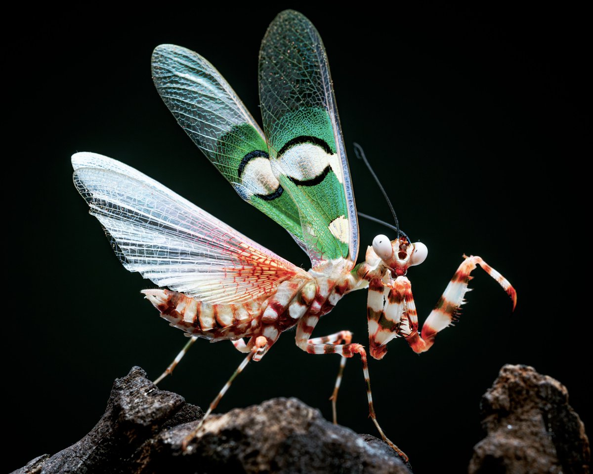 宝石よりも美しいかもしれない