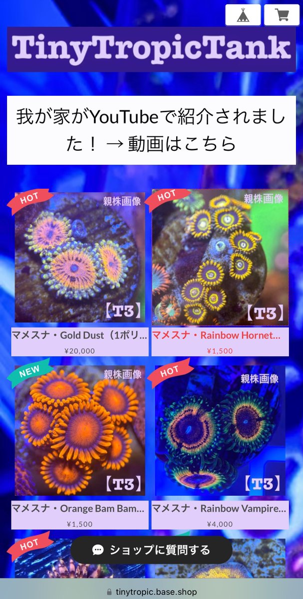 TinyTropicTank's tweet photo. マメスナ数種、追加しました！
1500円販売対象も増やしていますので、ぜひのぞいてみてください✨

https://t.co/ed73XwpJZ7 https://t.co/w8YU8zwEDs